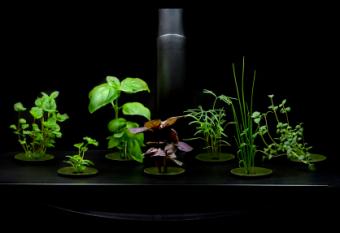 hydroponic herb garden