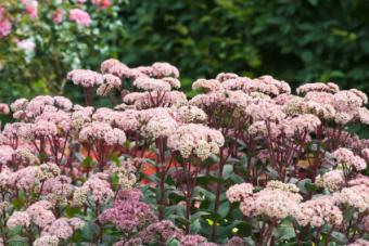 Sedum for borders