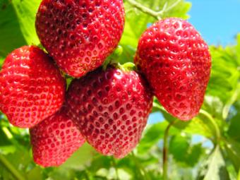 Strawberry plant