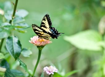 Swallowtail pastel butterfly on a zinnia