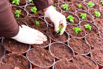 Potting seedlings