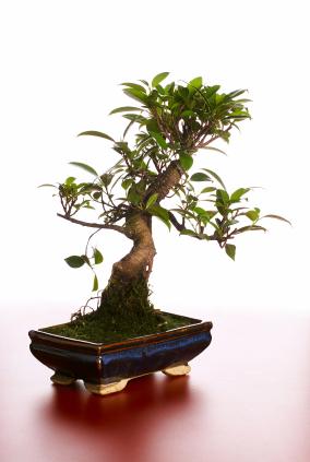 Ficus bonsai