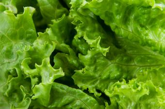 https://cf.ltkcdn.net/garden/images/slide/148994-849x565-lettuce-2.jpg