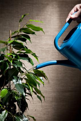 Proper watering is essential for houseplant health.