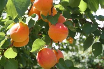 peach tree branches