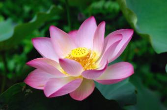 Single lotus flower close-up