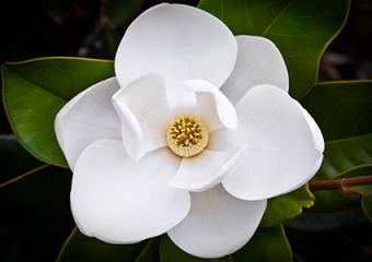 magnolia flower