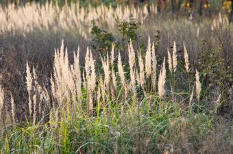 https://cf.ltkcdn.net/garden/images/slide/174458-850x563-deco-grass-naturalized.jpg