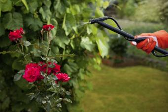 bug spraying roses