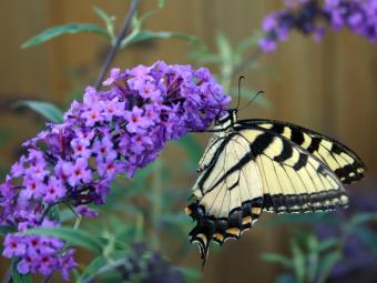 Butterfly bush