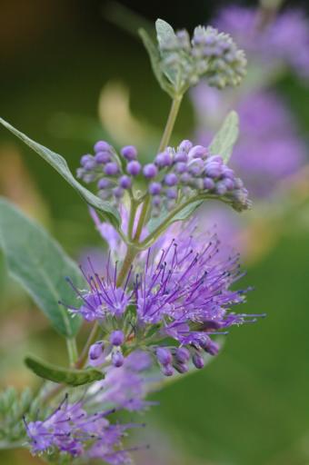 Caryopteris