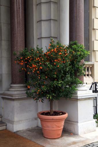 edible potted citrus