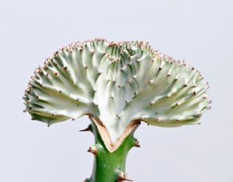 https://cf.ltkcdn.net/garden/images/slide/176055-783x613-Euphorbia.jpg