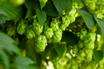 hop flower cones