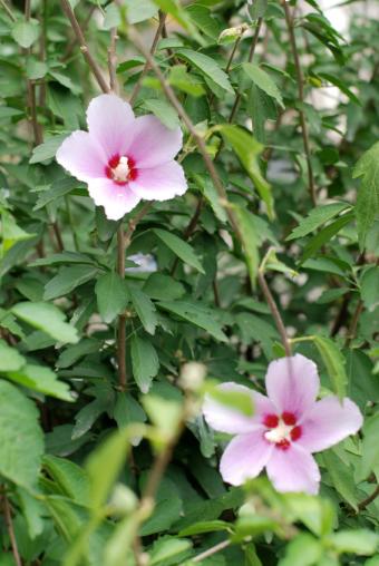 pink rose of sharon shrub