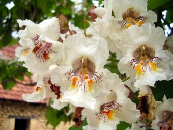 close up of catalpa flowers