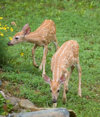 fawns browsing in the garden
