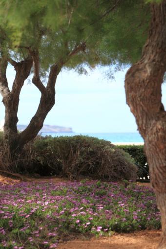 pine trees and a groundcover