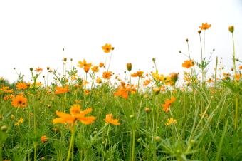 wildflower planting