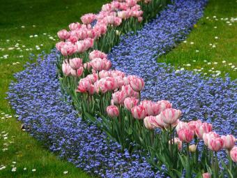 row of forget me nots