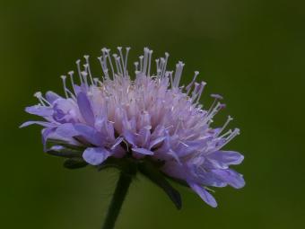 scabiosa close up