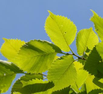 green elm leaves