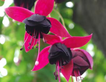 unusual fuchsia variety