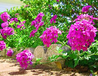 verbena groundcover