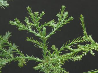 coast redwood needles