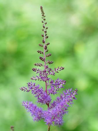 astilbe flower up close