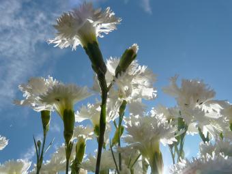 carnations in sun