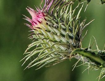 thistle about to bloom