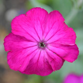 magenta lychnis flower