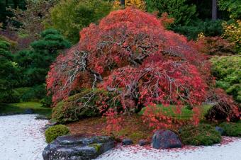 red maple tree