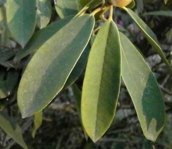 Rhododendron leaves