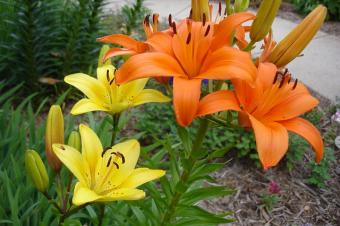 lily flowers and foliage