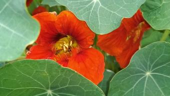 nasturtium up close