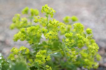 alchemilla blossoms