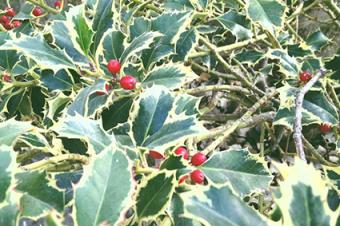 variegated holly leaves