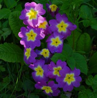 polyantha primrose