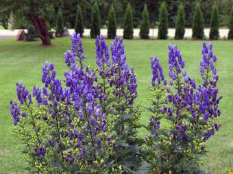 Monkshood in garden