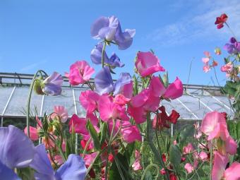 multi-color sweet peas