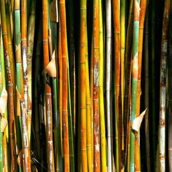 bamboo poles