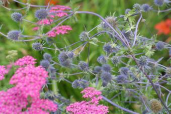 sea holly in landscape