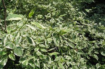 Tartarian Dogwood Shrub