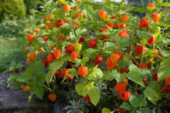 ripe red pods