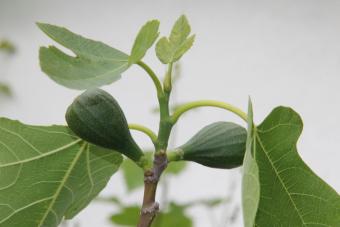 Rubber tree fruit