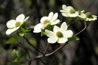 Pacific Dogwood