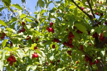 Cornelian Cherry