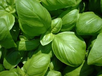 green basil